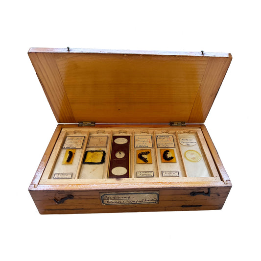 A collection of antique microscope slides in a wooden box with the original labels visible.